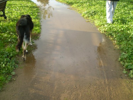 19/11/2013  Piove e si allagano le strade del PARCO.